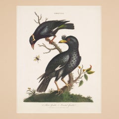 The Minor & Crested Grackle by John Wilkes, 1796-1828