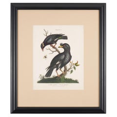 The Minor & Crested Grackle by John Wilkes, 1796-1828