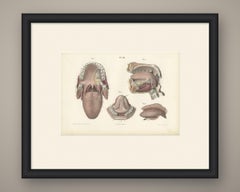 La bocca, la lingua e le ghiandole salivari, antica stampa anatomica di Hirschfeld, 1866