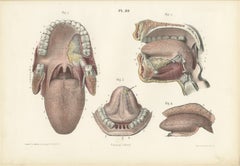La bocca, la lingua e le ghiandole salivari, antica stampa anatomica di Hirschfeld, 1866