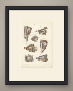 The Muscles of the Eyeball, Antique Hirschfeld Anatomy Print, 1866
