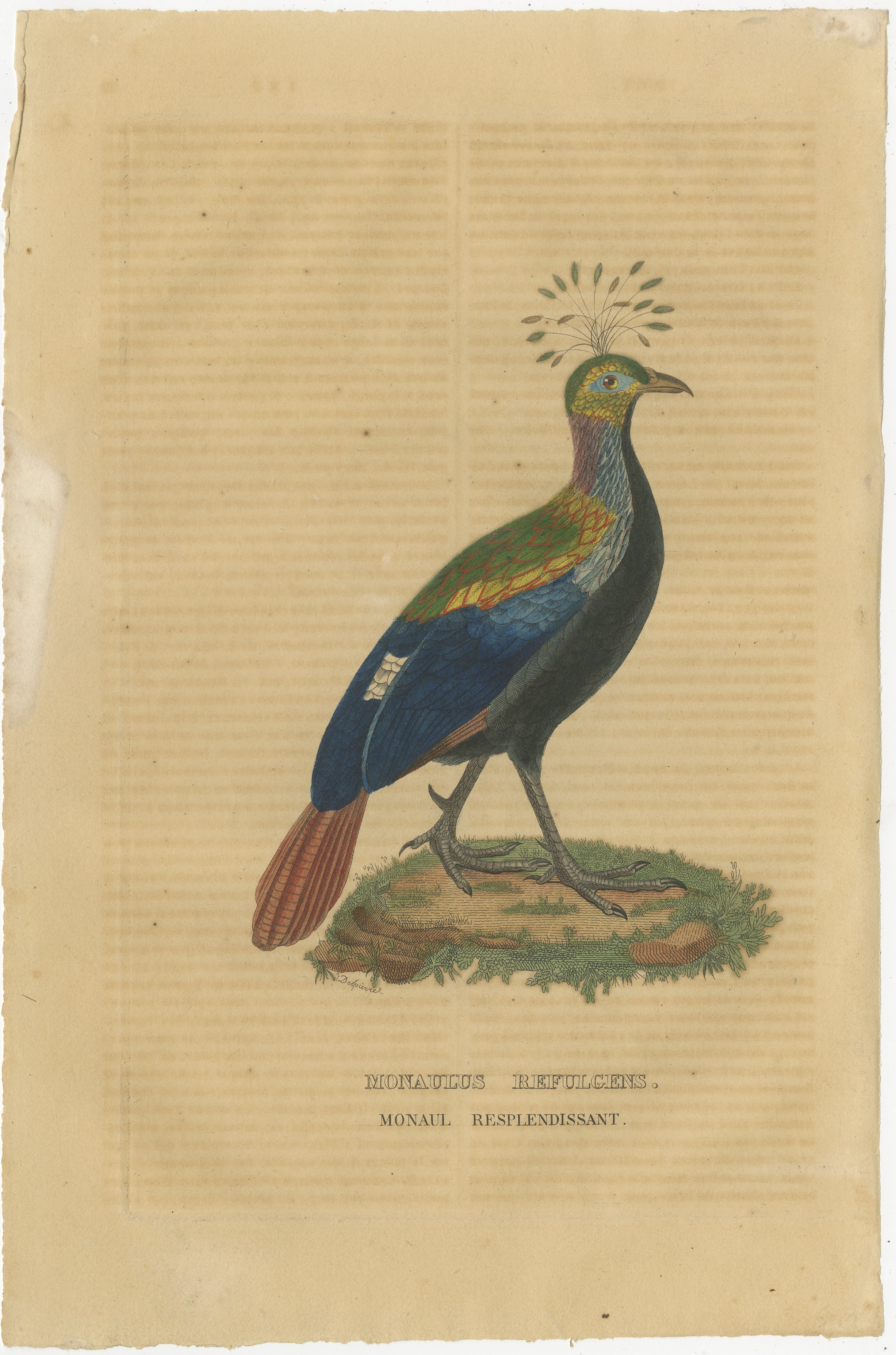 Title: ‘MONAULUS REFULGENS – MONAUL RESPLENDISSANT.’
– (Himalayan Monal, Impeyan Monal, Impeyan Pheasant, DanpheIt is the National bird of Nepal.)

Engraving with original hand colouring, heightened with arabic gum on wove (vellin) paper.

The