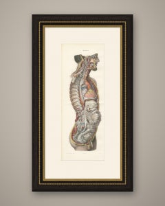 Il sistema nervoso di tutto il corpo, tavola pieghevole doppia di Hirschfeld, 1866