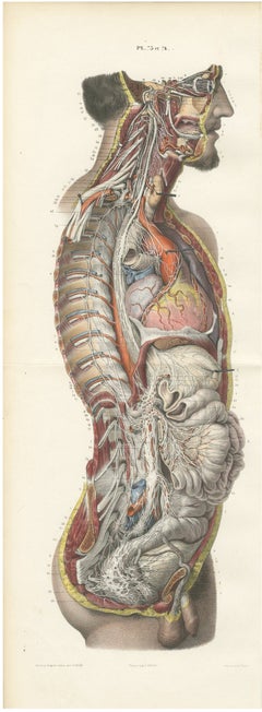 Il sistema nervoso di tutto il corpo, tavola pieghevole doppia di Hirschfeld, 1866