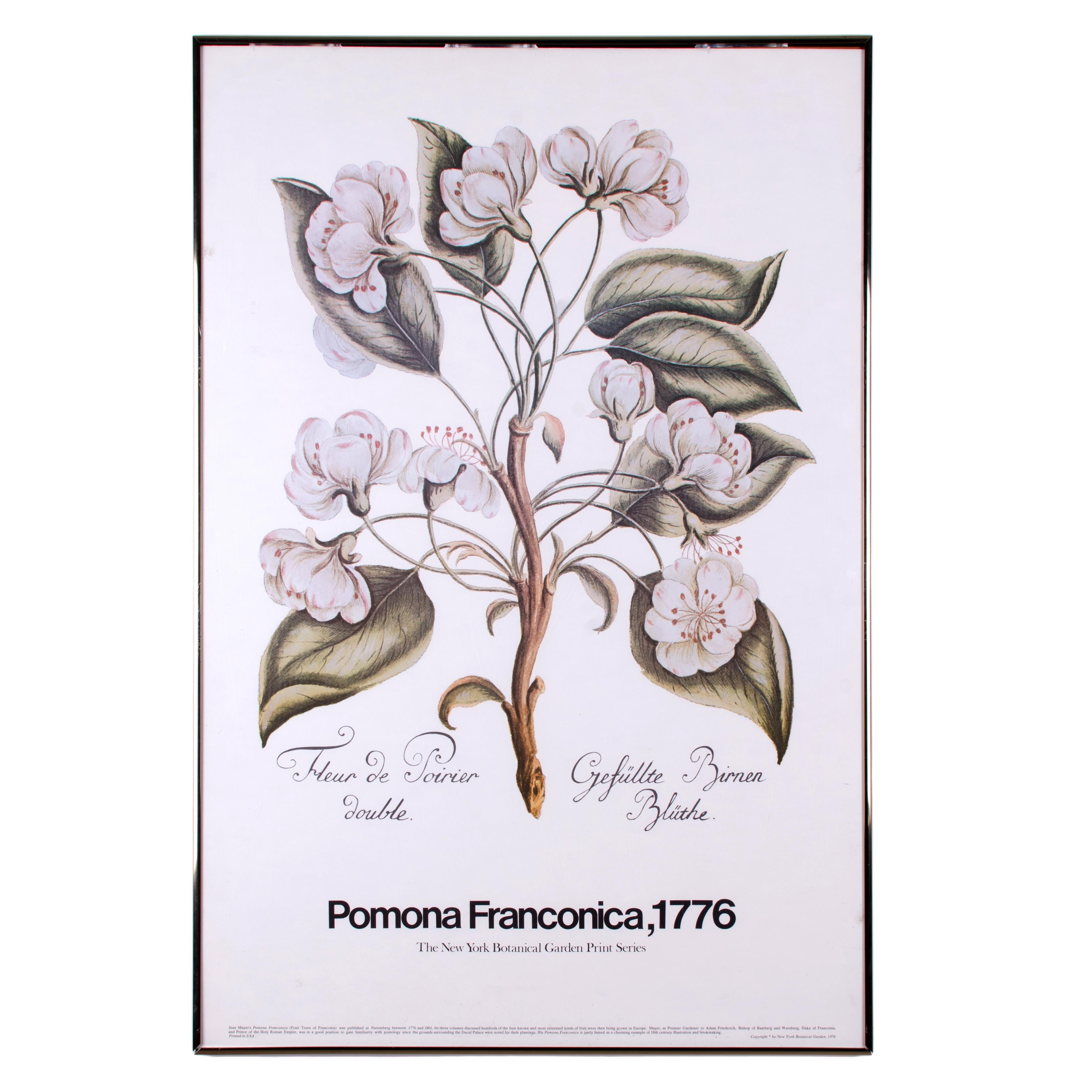 Set di tre stampe botaniche della serie The New York Botanical Garden Print pubblicata alla fine degli anni '70.

Ciascuna delle immagini della serie di stampe è stata selezionata da un diverso libro illustrato importante e raro sulla botanica.

Qui