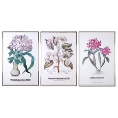 The New York Botanical Garden Print Series Vintage Botanical Prints - set of 3