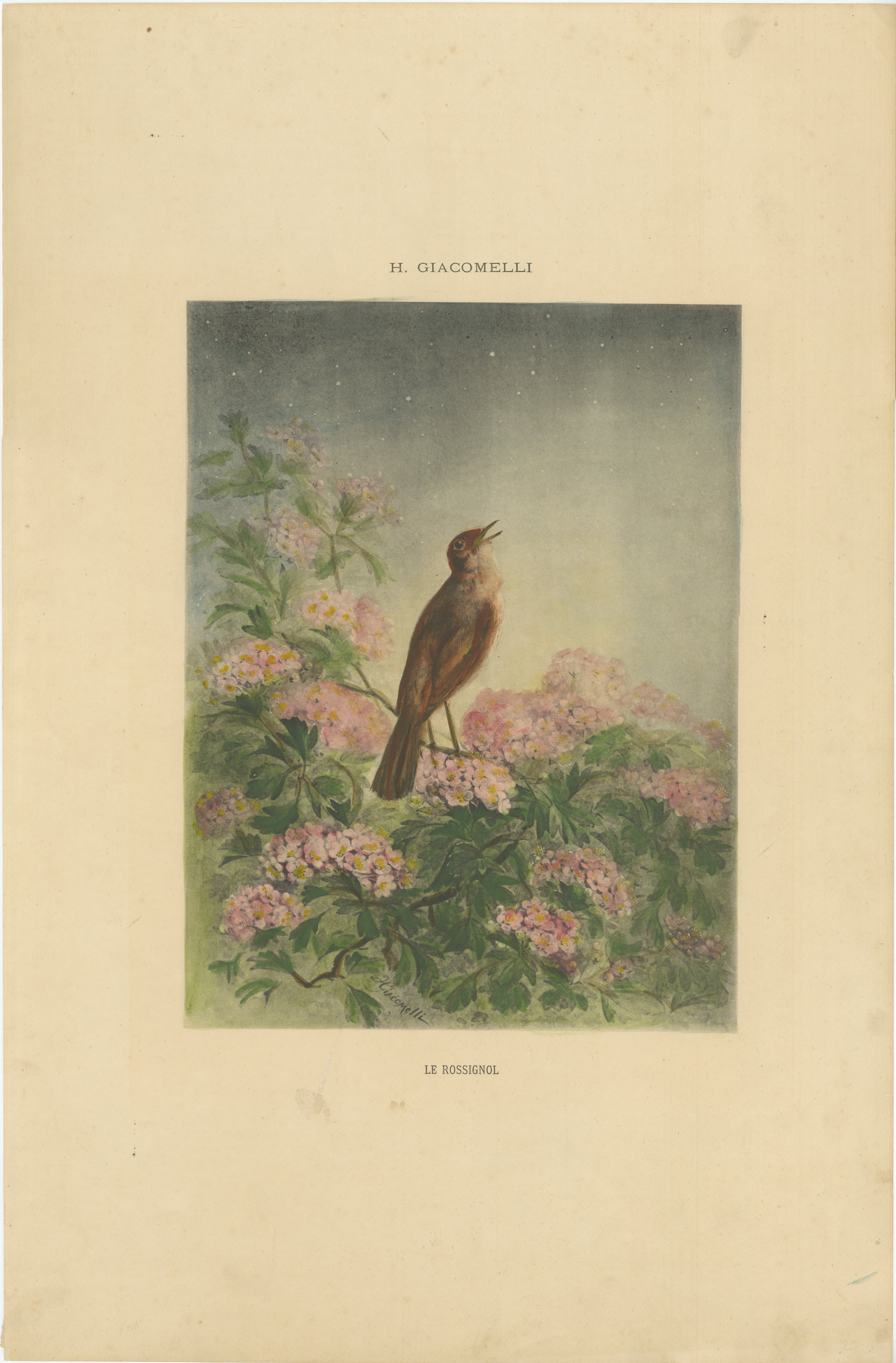 The Nightingale's Song - Giacomellis Blumen- und Vogelkunst, CIRCA 1891

Dieser wunderschöne Druck mit dem Titel 