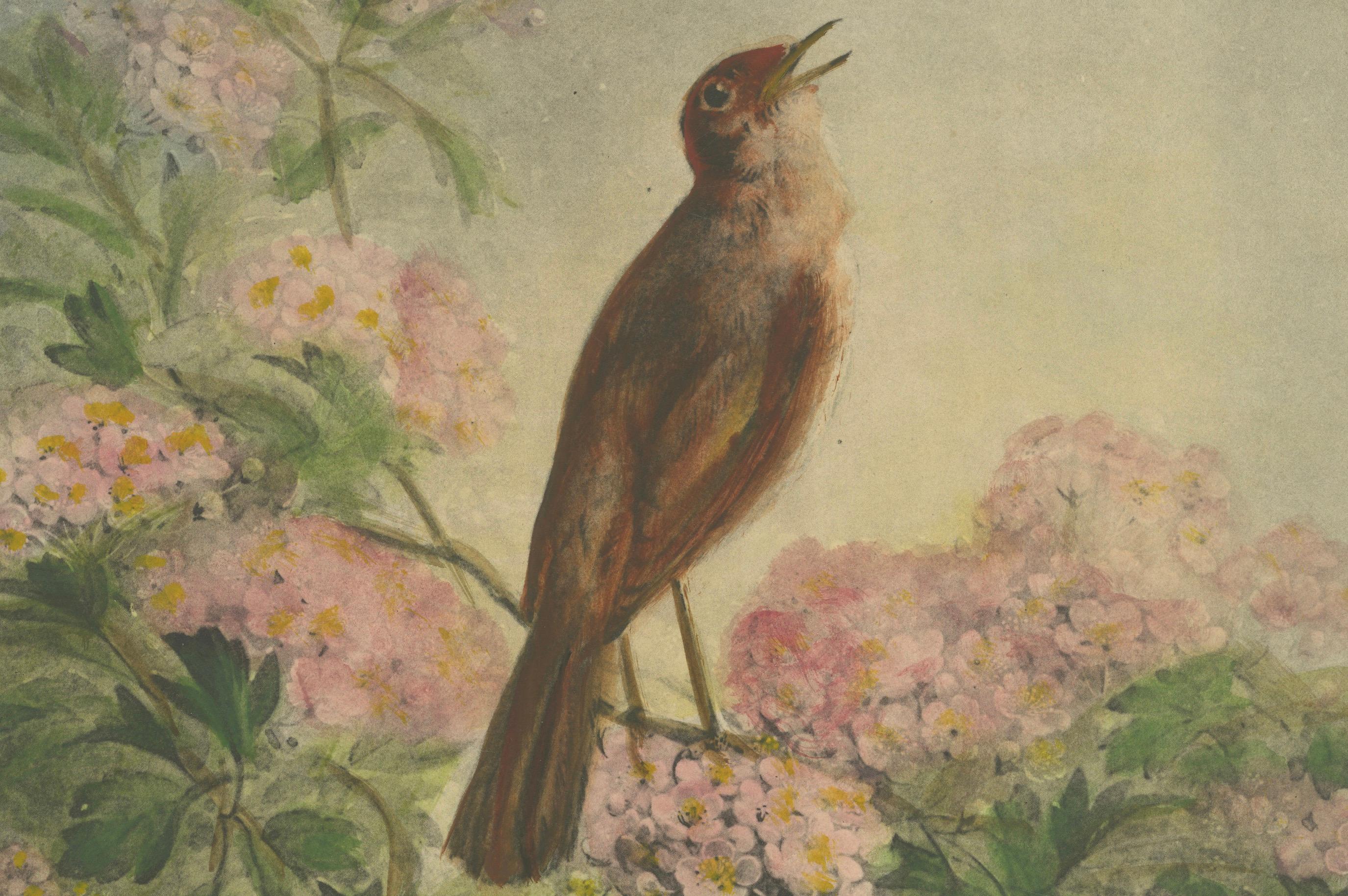 The Nightingale's Song - Giacomellis Blumen- und Vogelkunst, CIRCA 1891 (Papier) im Angebot