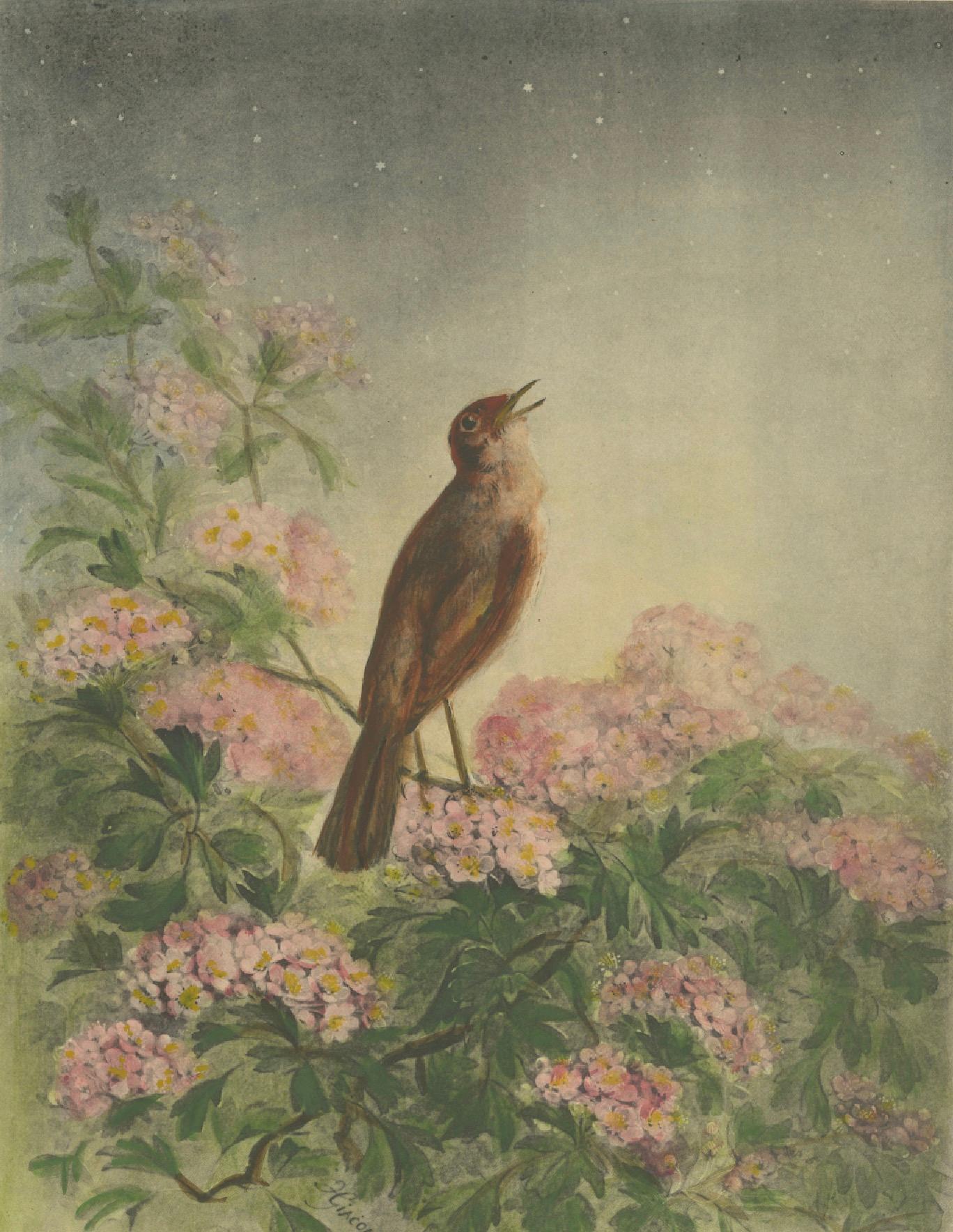 The Nightingale's Song - Giacomellis Blumen- und Vogelkunst, CIRCA 1891 im Angebot 1