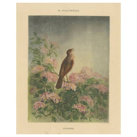 The Nightingale's Song - Giacomelli’s Floral and Avian Art, Circa 1891