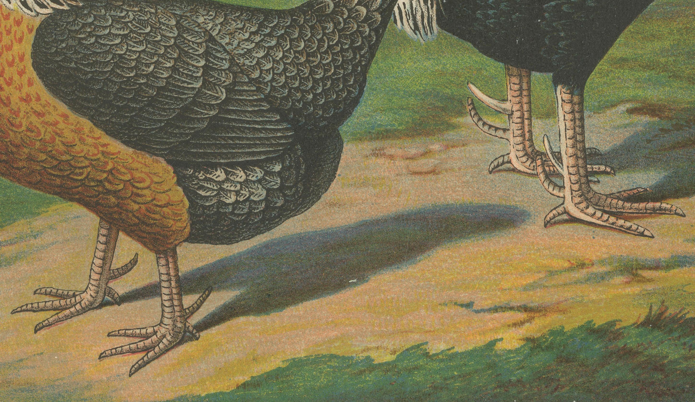 Das edle Dorking-Huhn Eine seltene Geflügellithographie aus dem 19.  

Diese prächtige Chromolithografie aus dem 19. Jahrhundert zeigt ein Paar Dorking-Hühner, eine der ältesten und bedeutendsten Geflügelrassen, die für ihre Größe, ihre