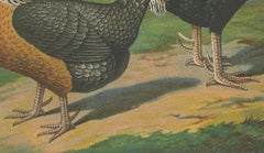 The Noble Dorking Chicken - A Rare 19th Century Poultry Lithograph