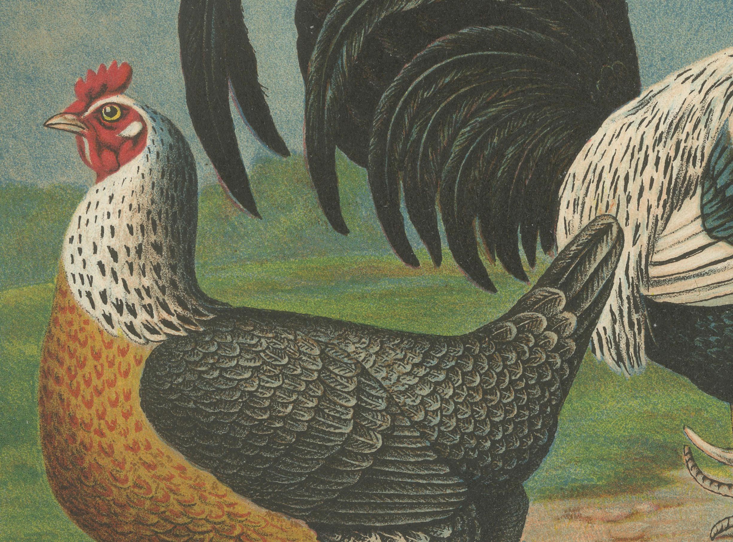 The Noble Dorking Chicken - A Rare 19th Century Poultry Lithograph (Spätes 19. Jahrhundert) im Angebot