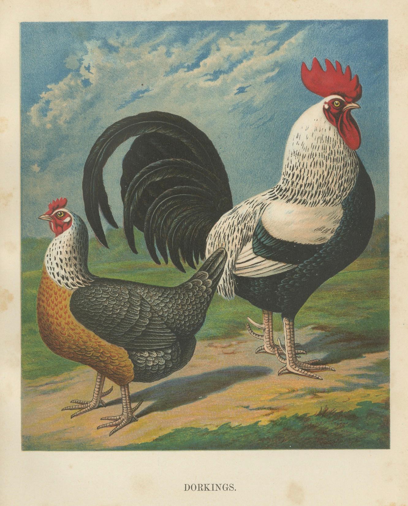 The Noble Dorking Chicken - A Rare 19th Century Poultry Lithograph (Papier) im Angebot
