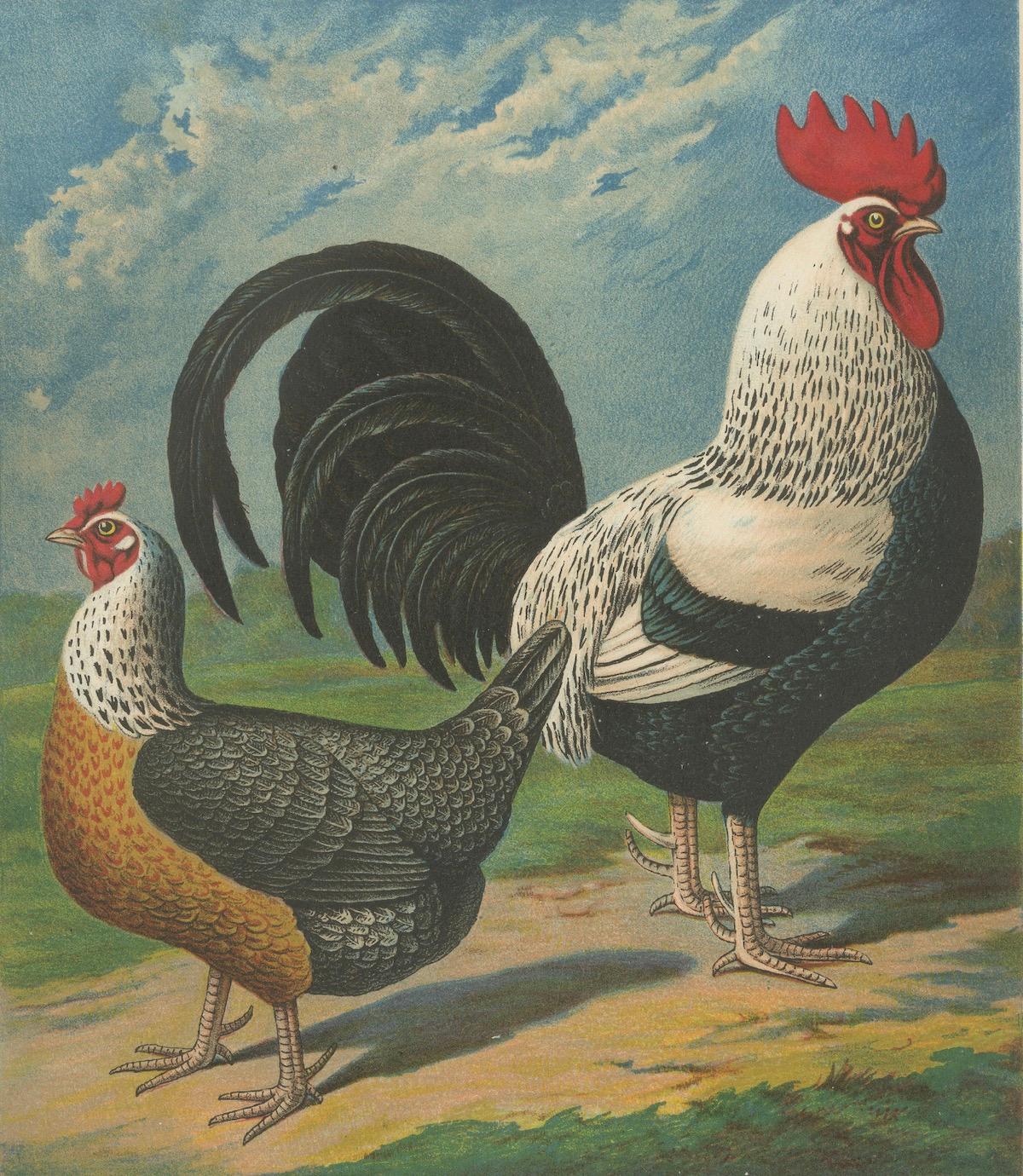 The Noble Dorking Chicken - A Rare 19th Century Poultry Lithograph im Angebot 1