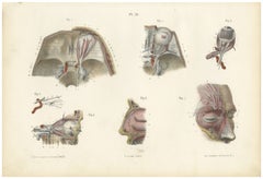 The Orbit and the Ophthalmic Nerve, Antique Hirschfeld Anatomy Print, 1866