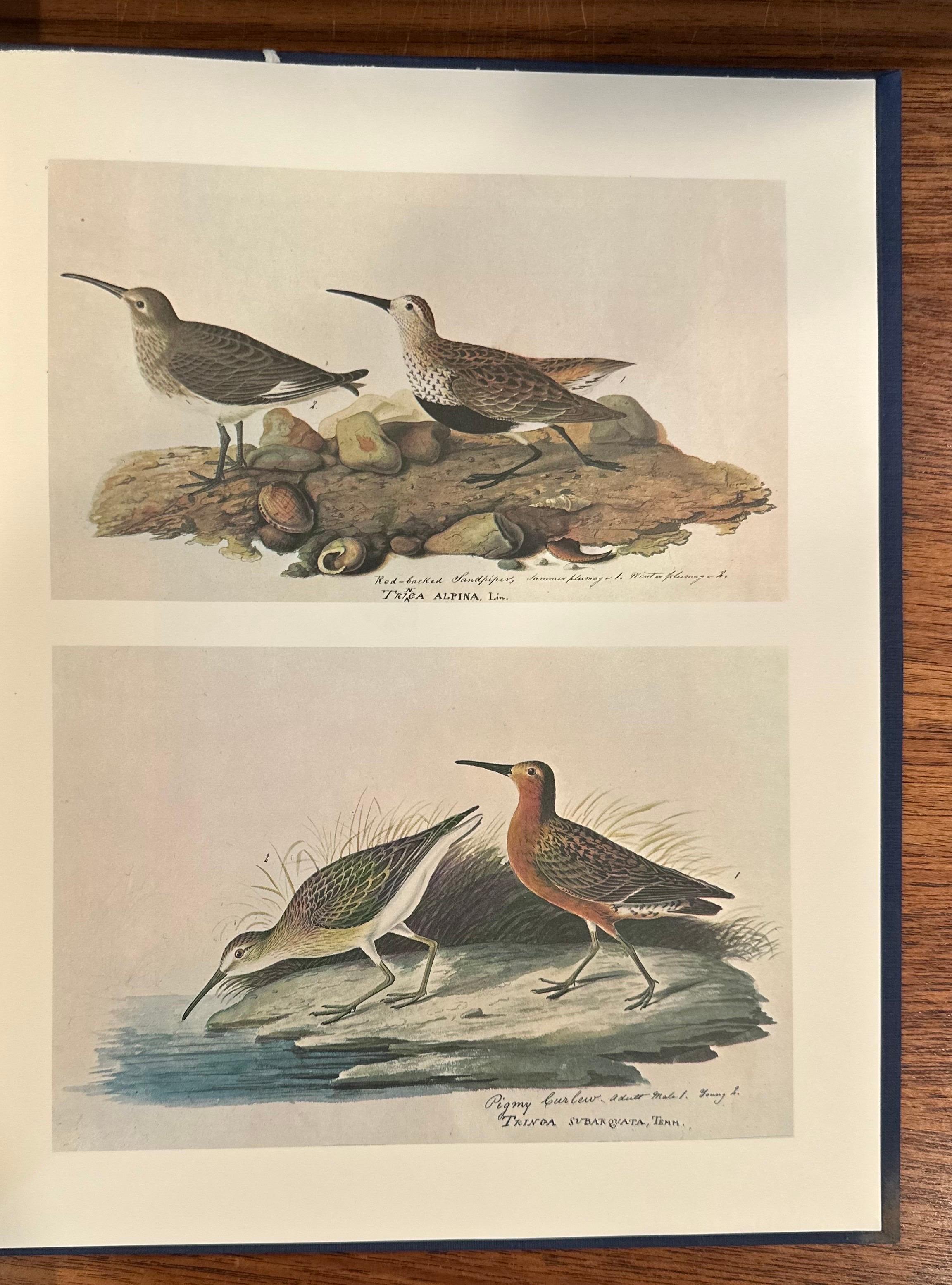 Les peintures originales à l'aquarelle de John James Audubon - Deux volumes en vente 7