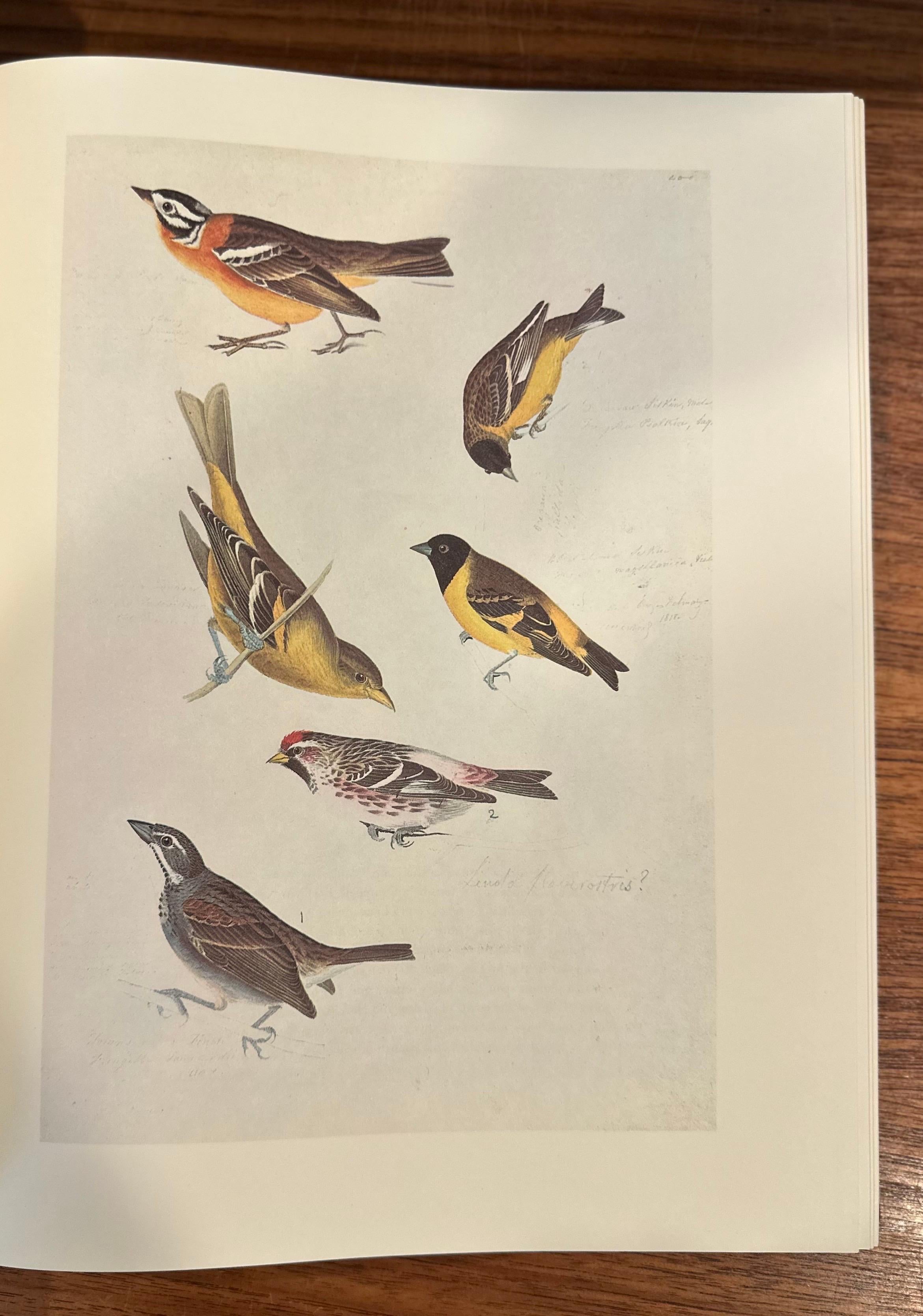 Les peintures originales à l'aquarelle de John James Audubon - Deux volumes en vente 8