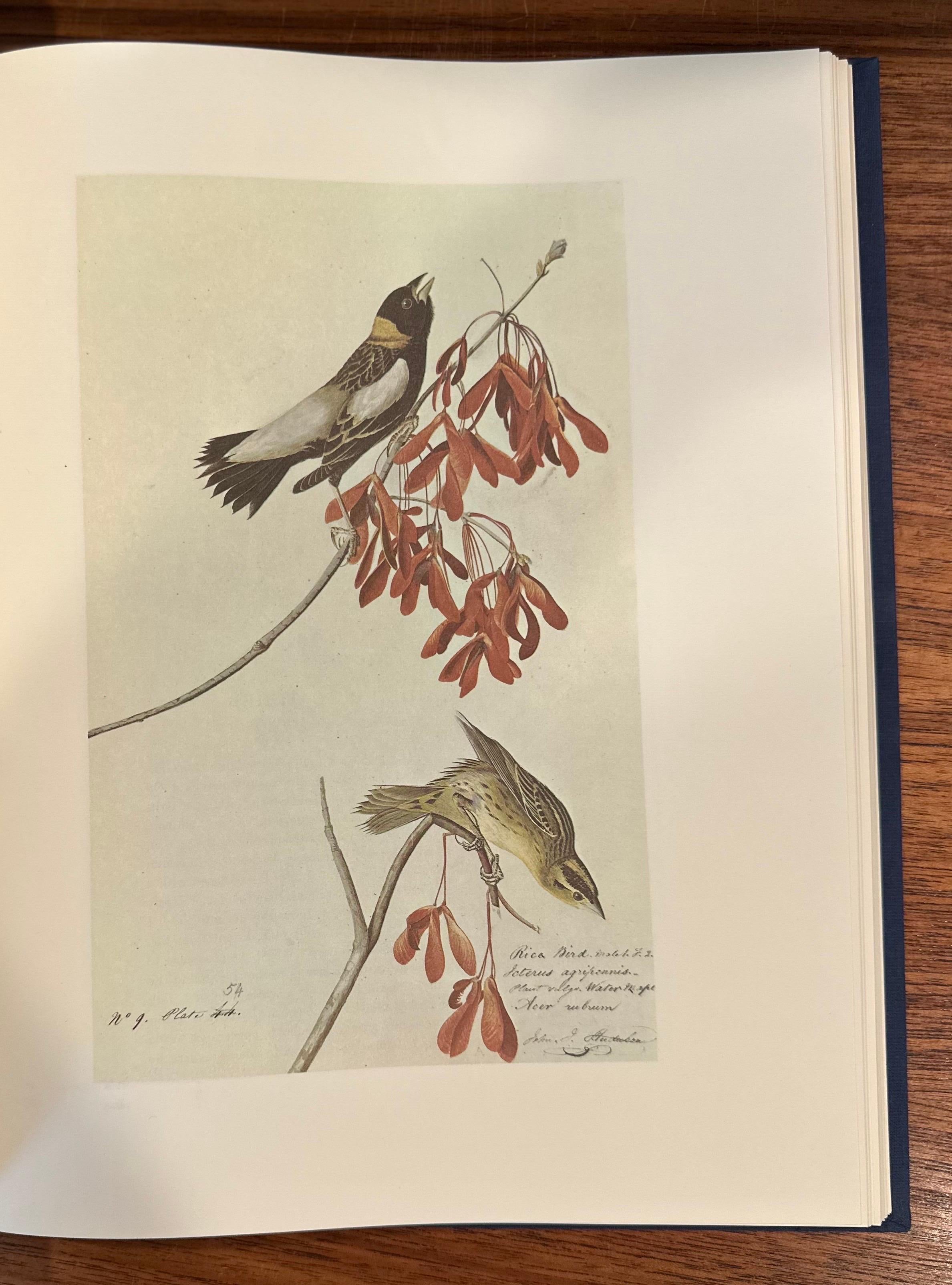 Les peintures originales à l'aquarelle de John James Audubon - Deux volumes en vente 11