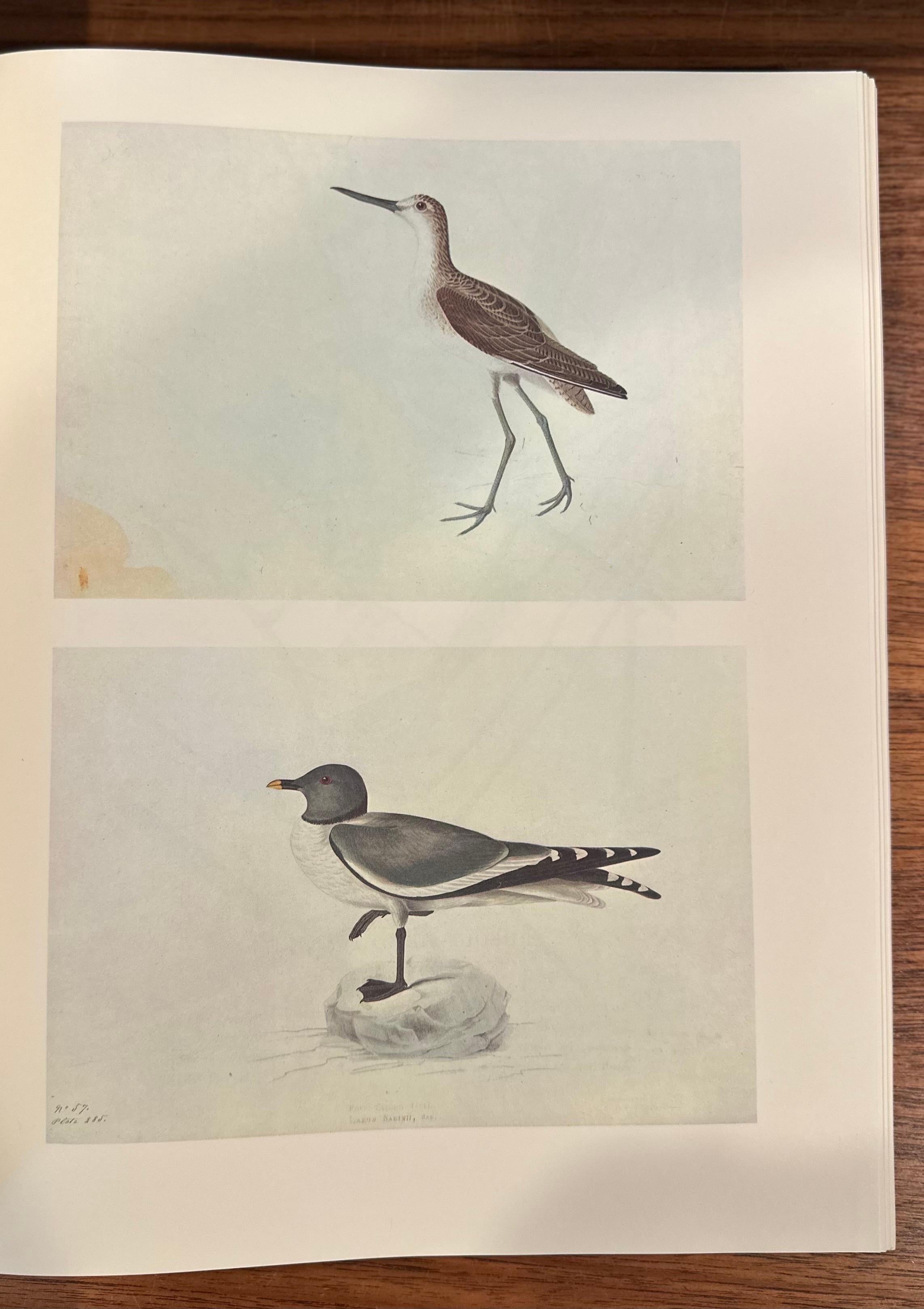 Les peintures originales à l'aquarelle de John James Audubon - Deux volumes en vente 12