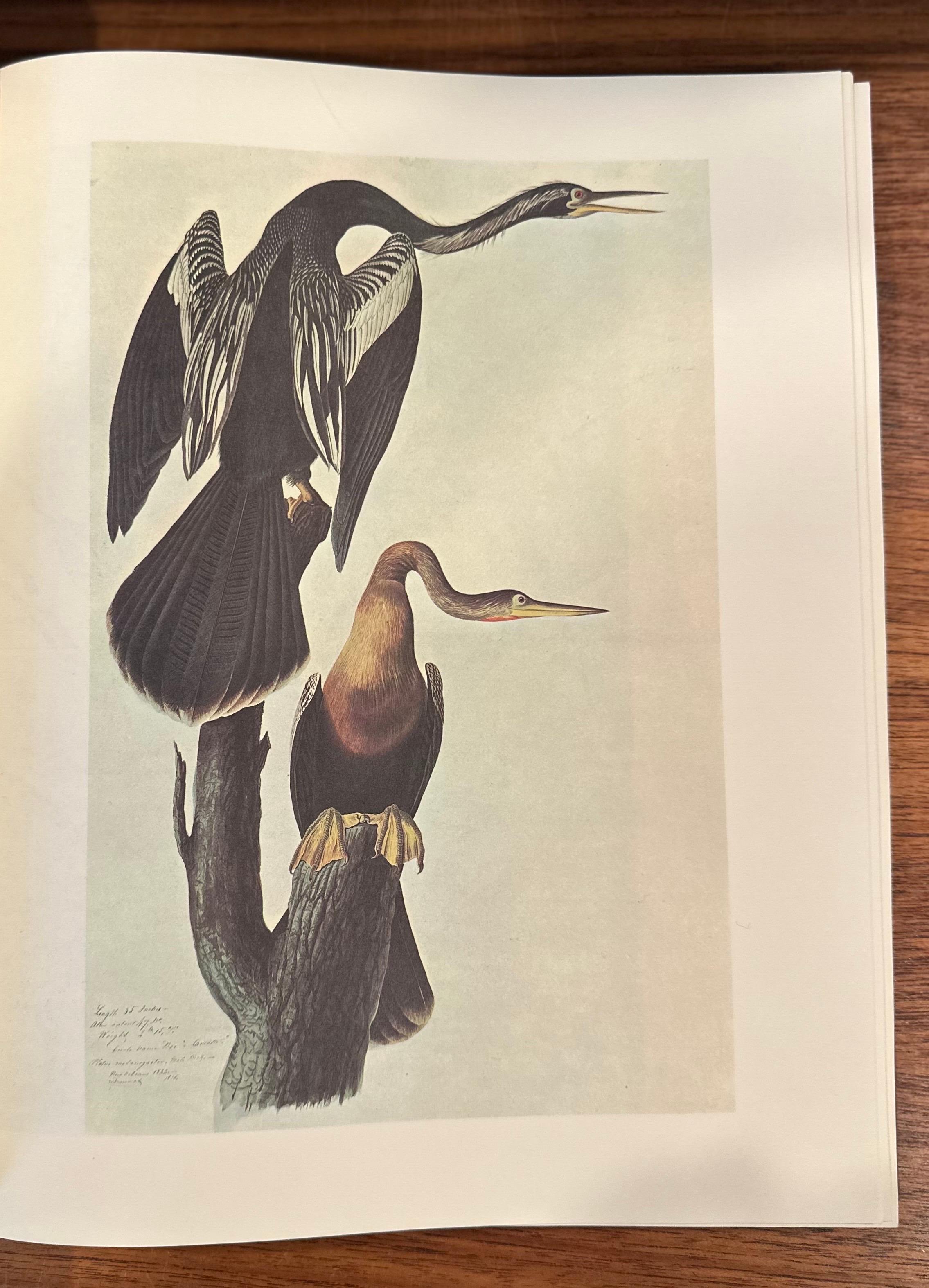 Les peintures originales à l'aquarelle de John James Audubon - Deux volumes en vente 13