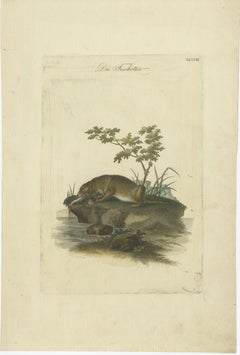 The Otter’s Catch: A Masterpiece Engraving from Johann Daniel Meyer, ca.1750