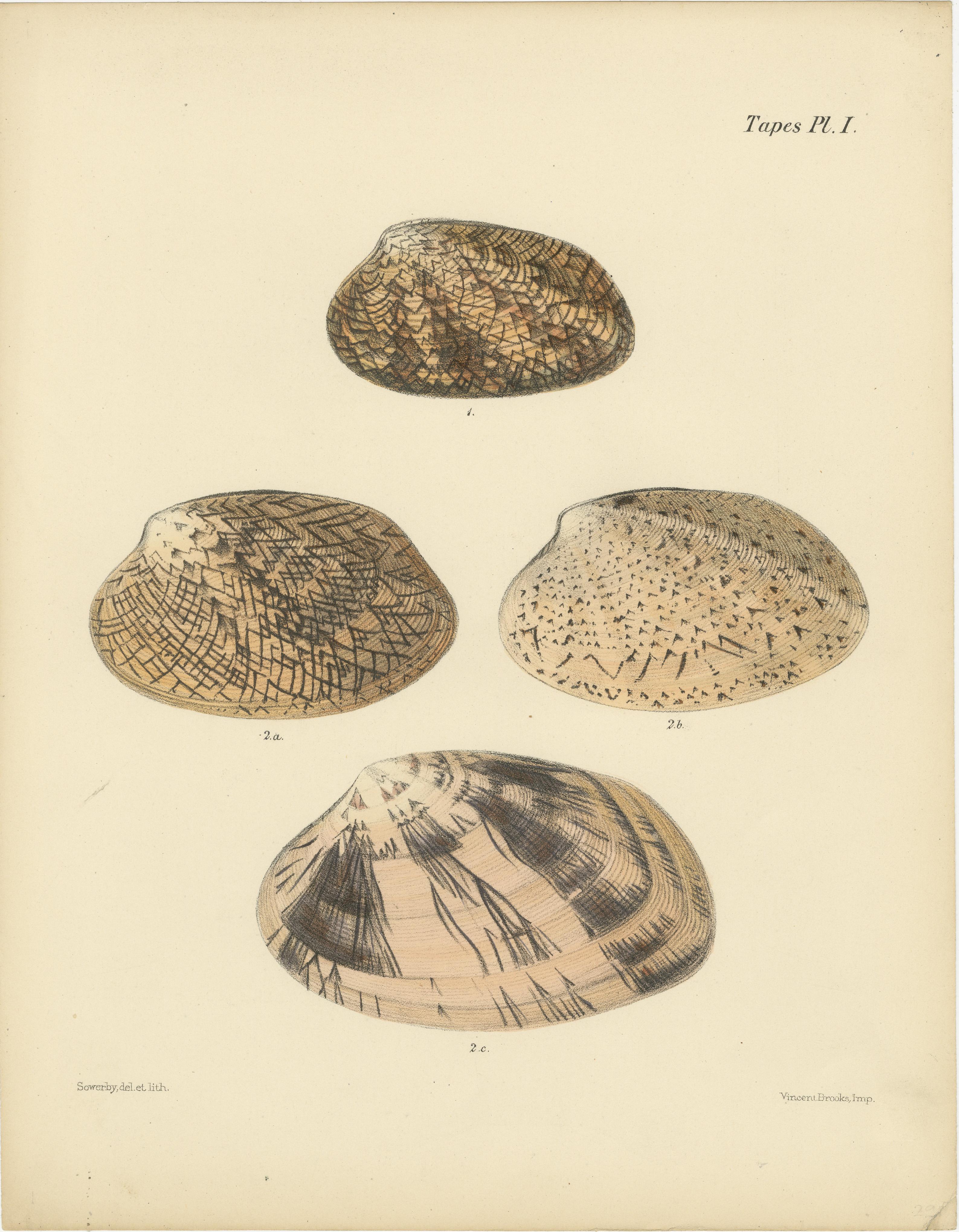 Título: Los Patrones de la Naturaleza: Cintas y Grabados de Conchas Citereas

Descripción: Esta recopilación presenta dos bellos grabados titulados 