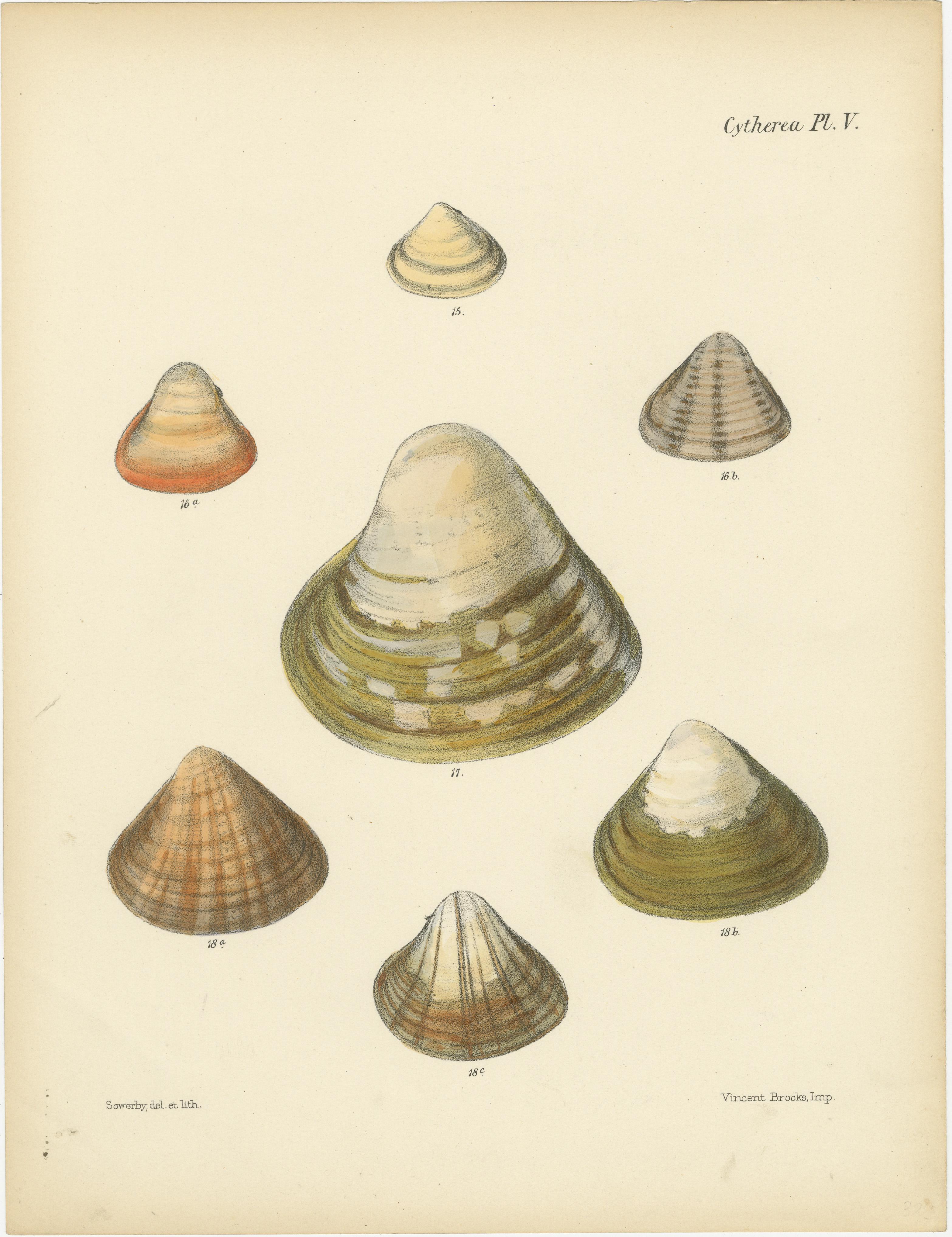 Los Patrones de la Naturaleza: Cintas y grabados de conchas de Citeraea, hacia 1842 Grabado