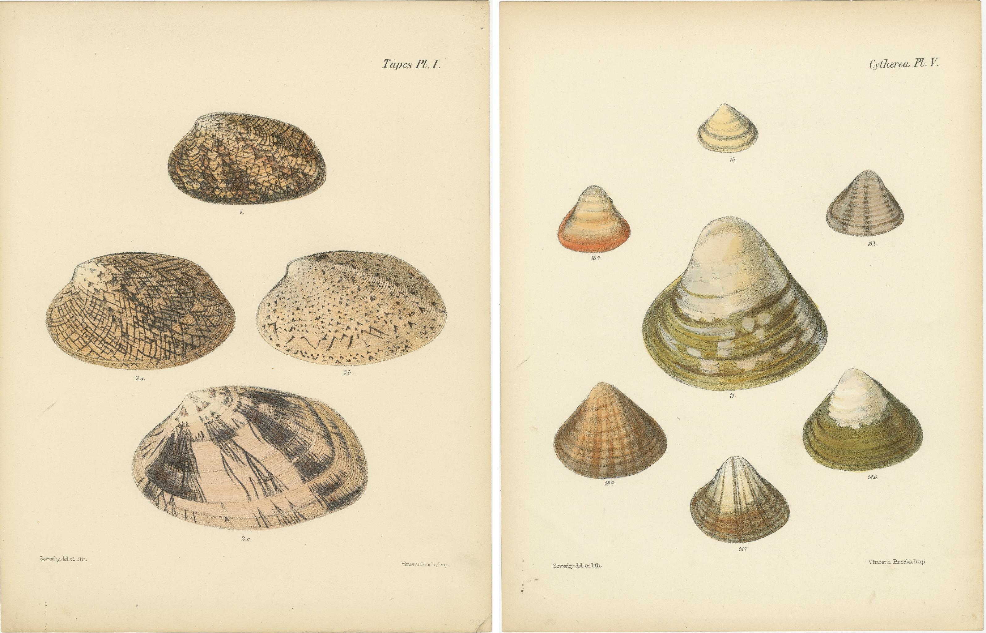 Los Patrones de la Naturaleza: Cintas y grabados de conchas de Citeraea, hacia 1842 en Bueno Estado en Langweer, NL