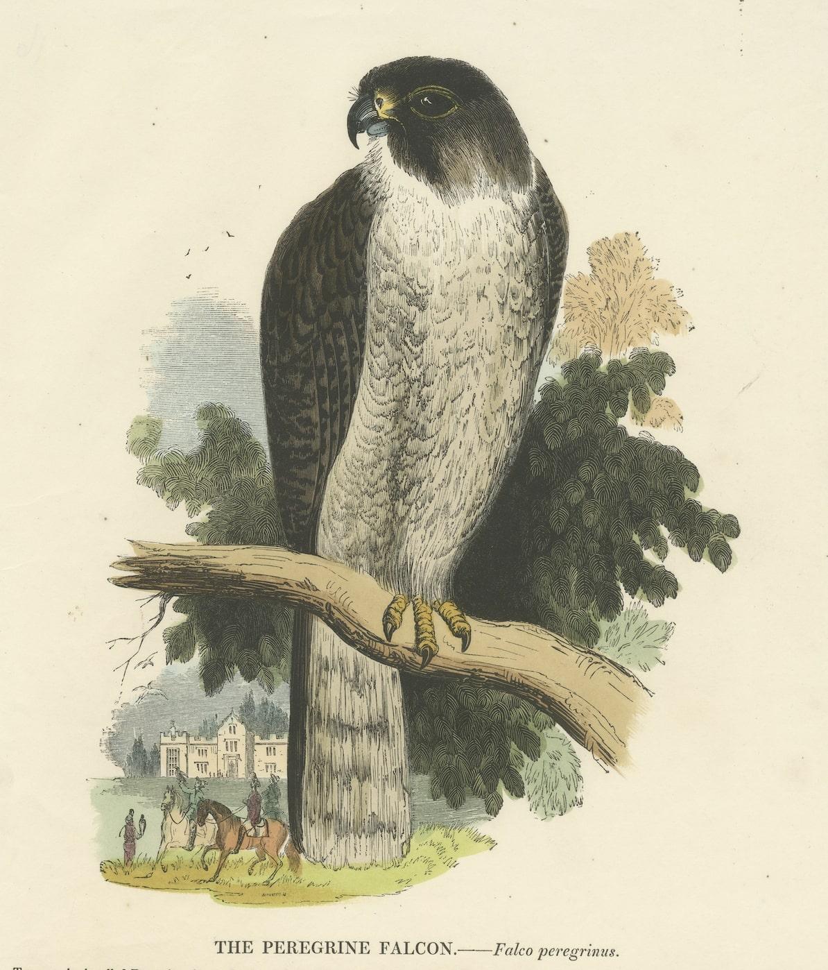This 1843 wood engraving, meticulously hand-colored, unveils the Peregrine Falcon (Falco peregrinus) in stunning detail, captured by the skilled hand of Josiah Wood Whymper (1813-1903). Part of P. H. Gosse's 'Natural History, Birds,' this print