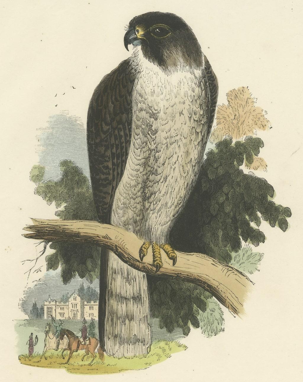 The Peregrine Falcon, Antique Wood Engraving, circa 1860 In Good Condition For Sale In Langweer, NL
