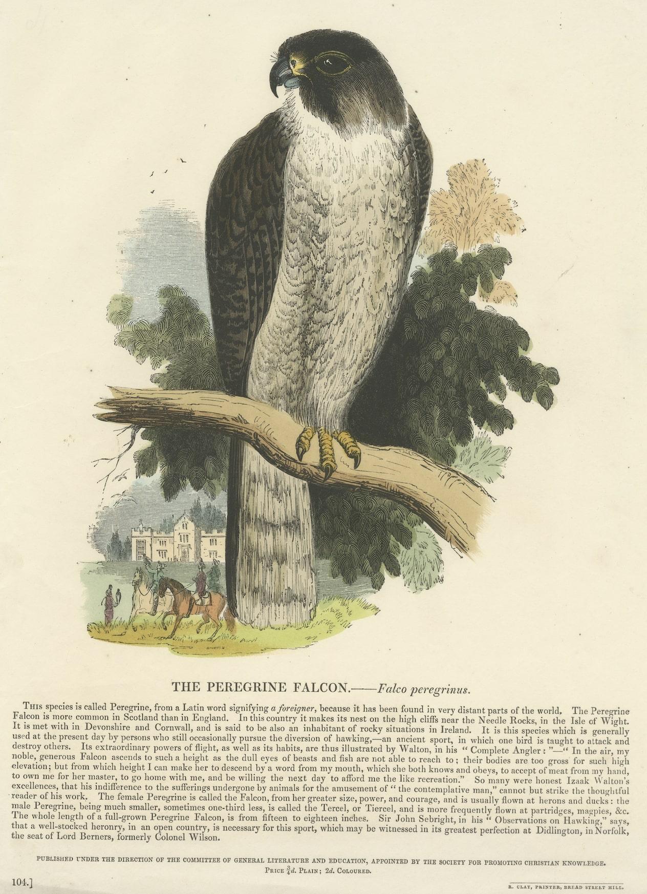 Mid-19th Century The Peregrine Falcon, Antique Wood Engraving, circa 1860 For Sale