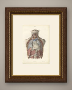 The Phrenic Nerves and the Opened Thorax, Antique Hirschfeld Anatomy Print, 1866
