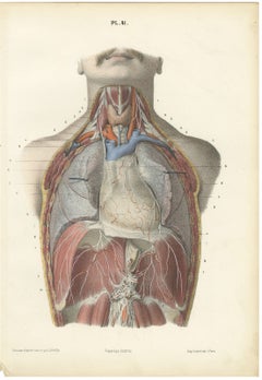 The Phrenic Nerves and the Opened Thorax, Antique Hirschfeld Anatomy Print, 1866