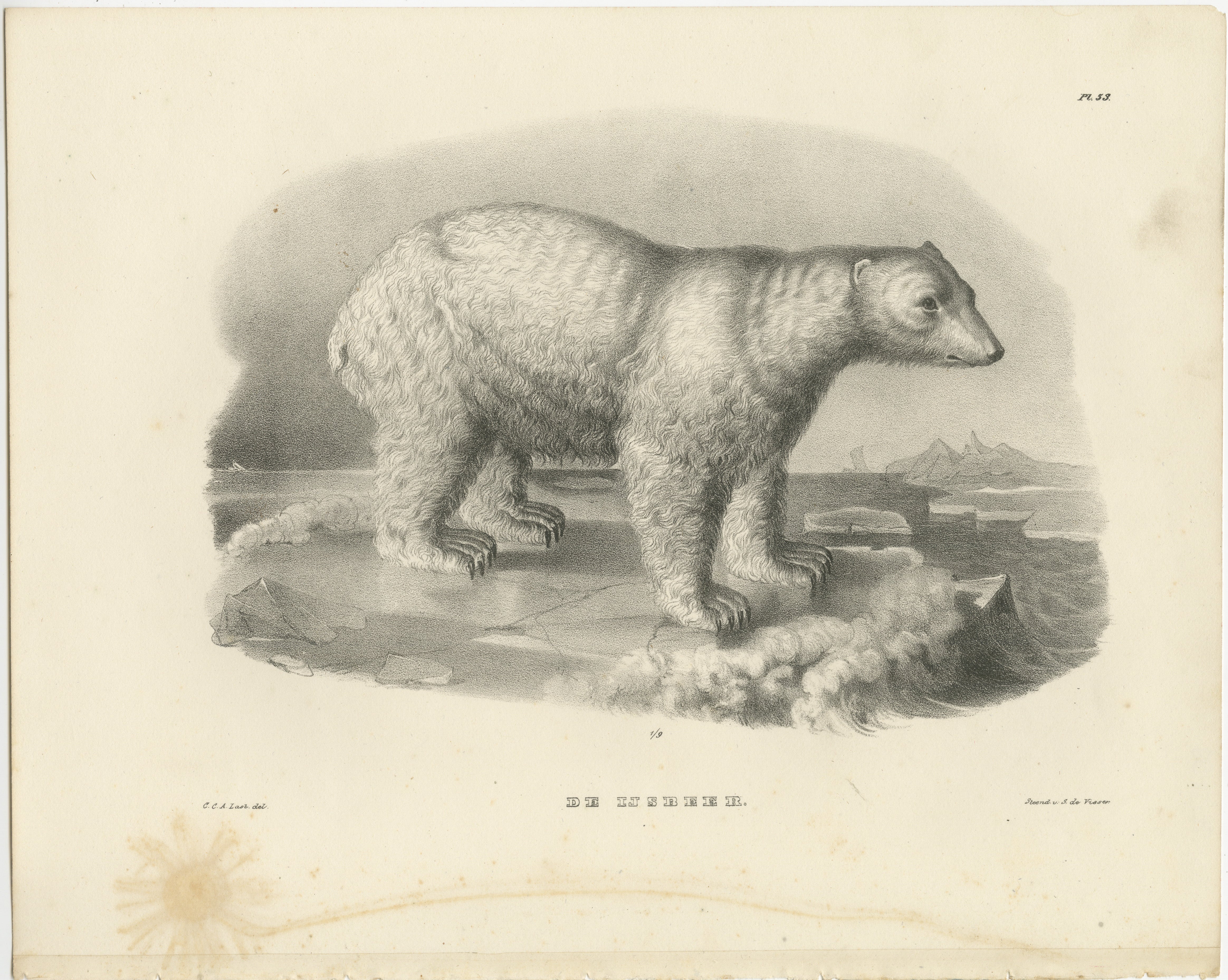 Cette lithographie représente un ours polaire, intitulée 