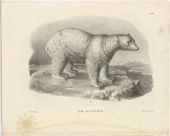 The Polar Bear from 'The Mammals' Natural History Lithographs, Published in 1836