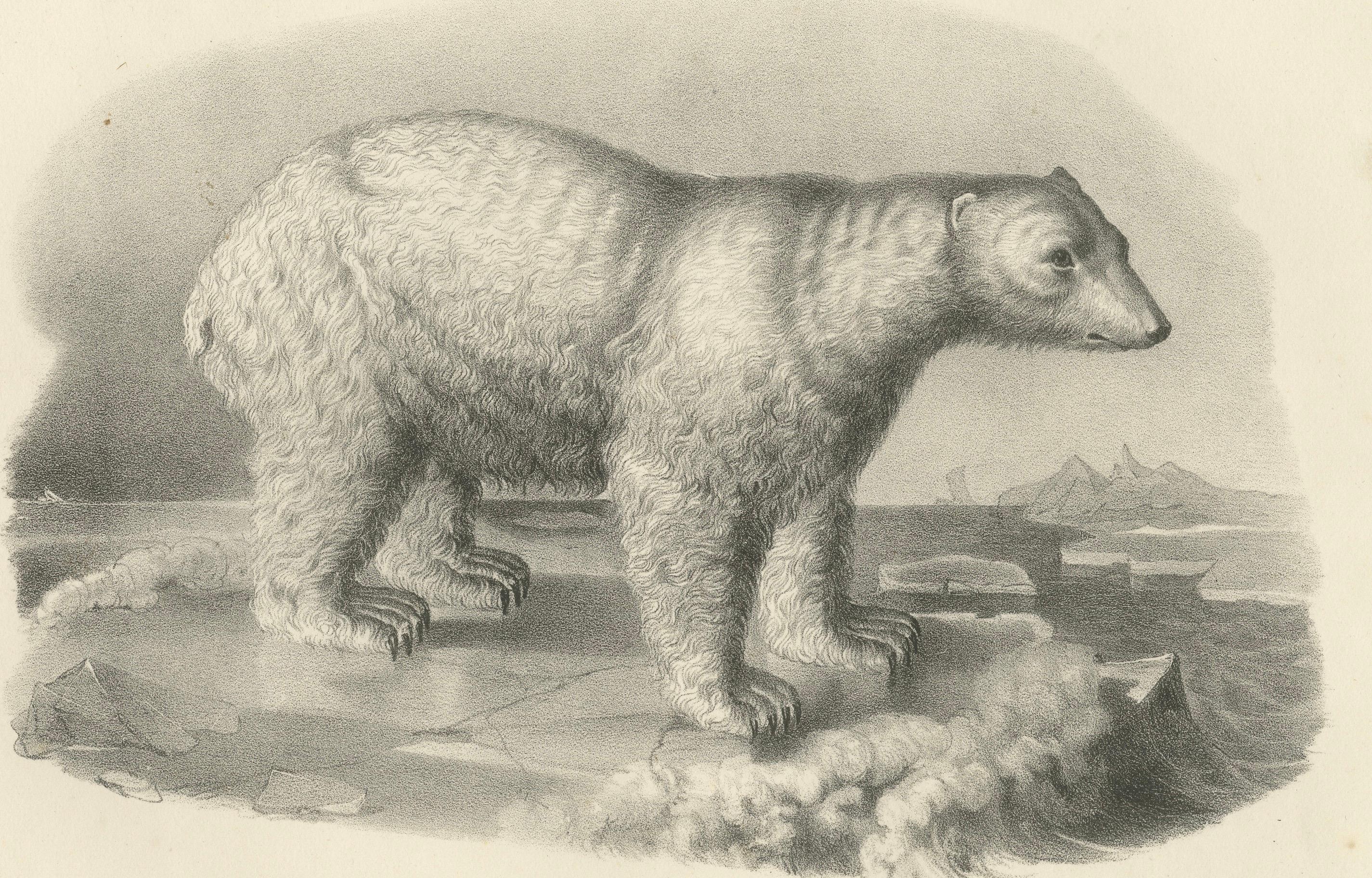 Gravé L'ours polaire des Mammals, lithographies d'histoire naturelle, publiées en 1836 en vente
