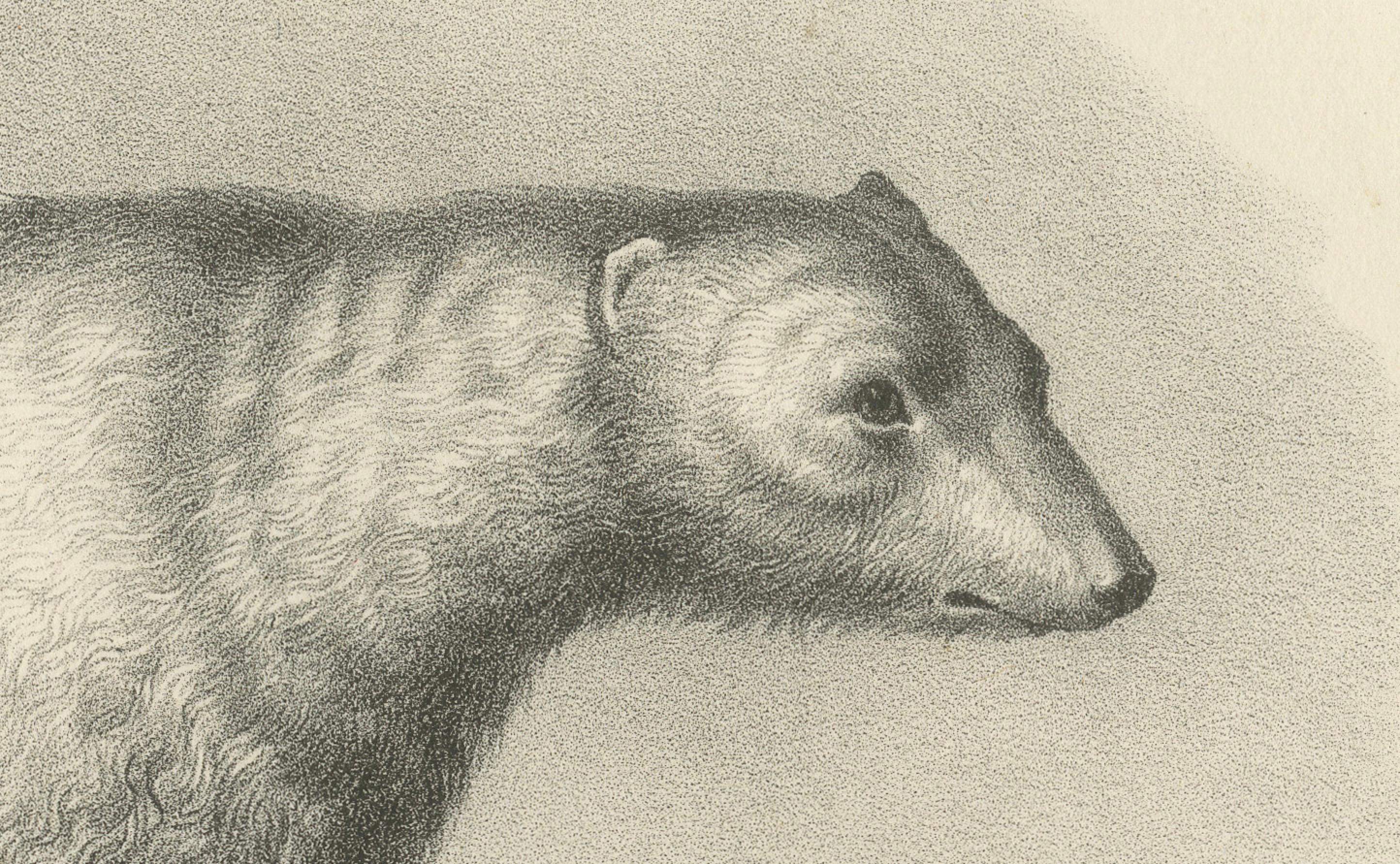 L'ours polaire des Mammals, lithographies d'histoire naturelle, publiées en 1836 Bon état - En vente à Langweer, NL