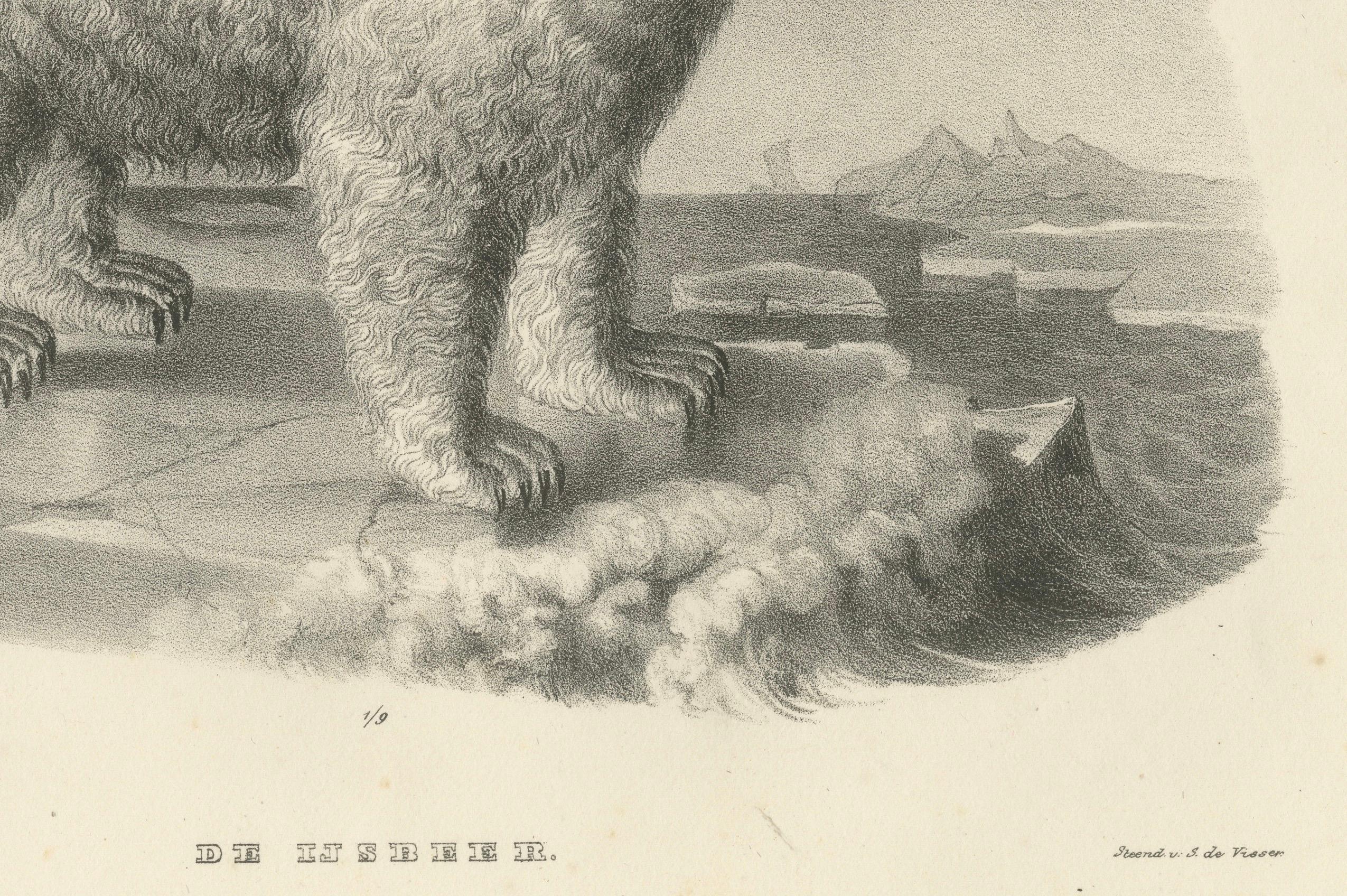 Milieu du XIXe siècle L'ours polaire des Mammals, lithographies d'histoire naturelle, publiées en 1836 en vente