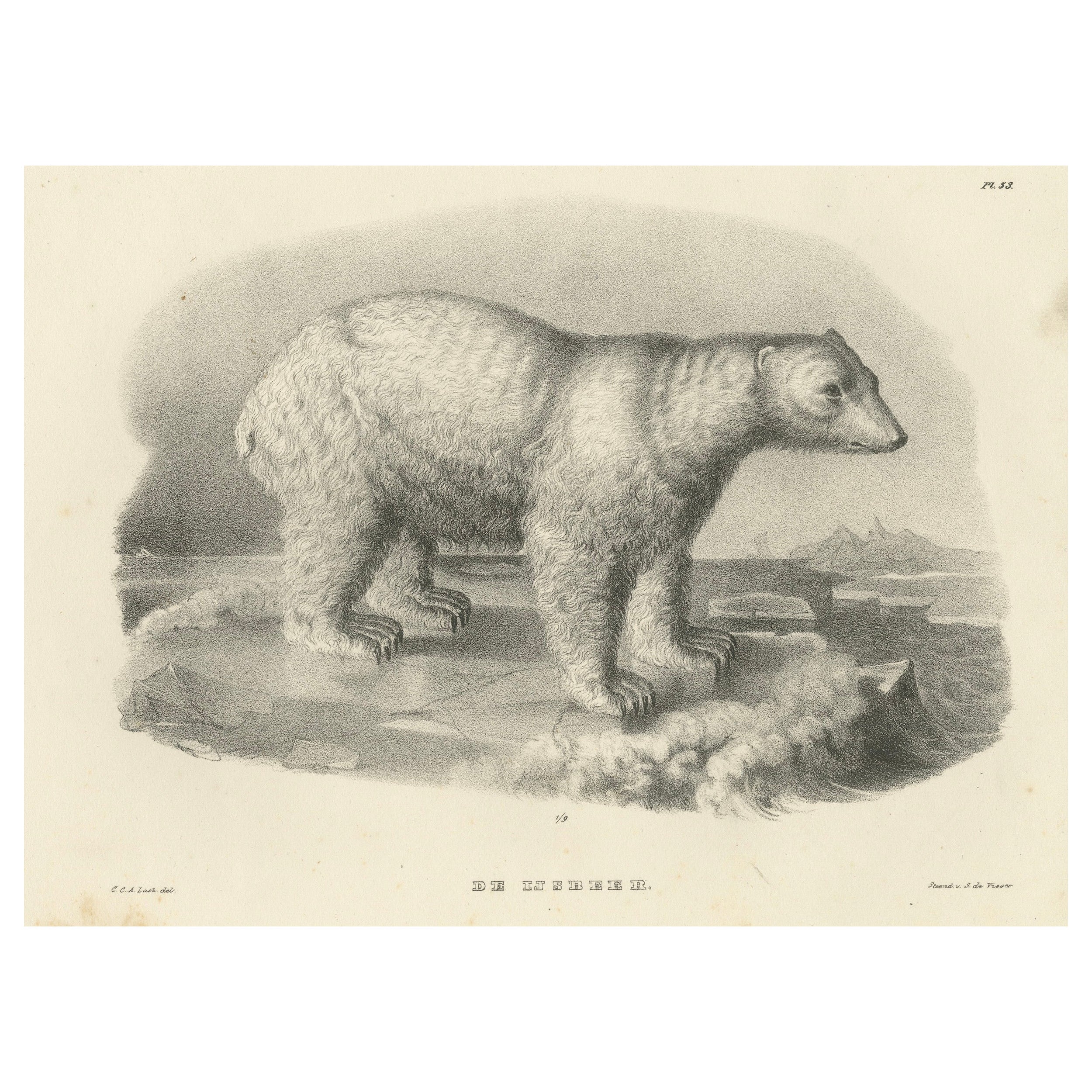 The Polar Bear aus „The Mammals“, Lithographien zur Naturgeschichte der Mammals, veröffentlicht 1836