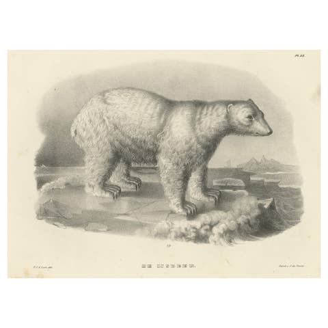 The Polar Bear from 'The Mammals' Natural History Lithographs, Published in 1836