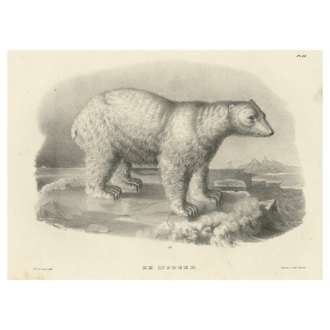 The Polar Bear from 'The Mammals' Natural History Lithographs, Published in 1836