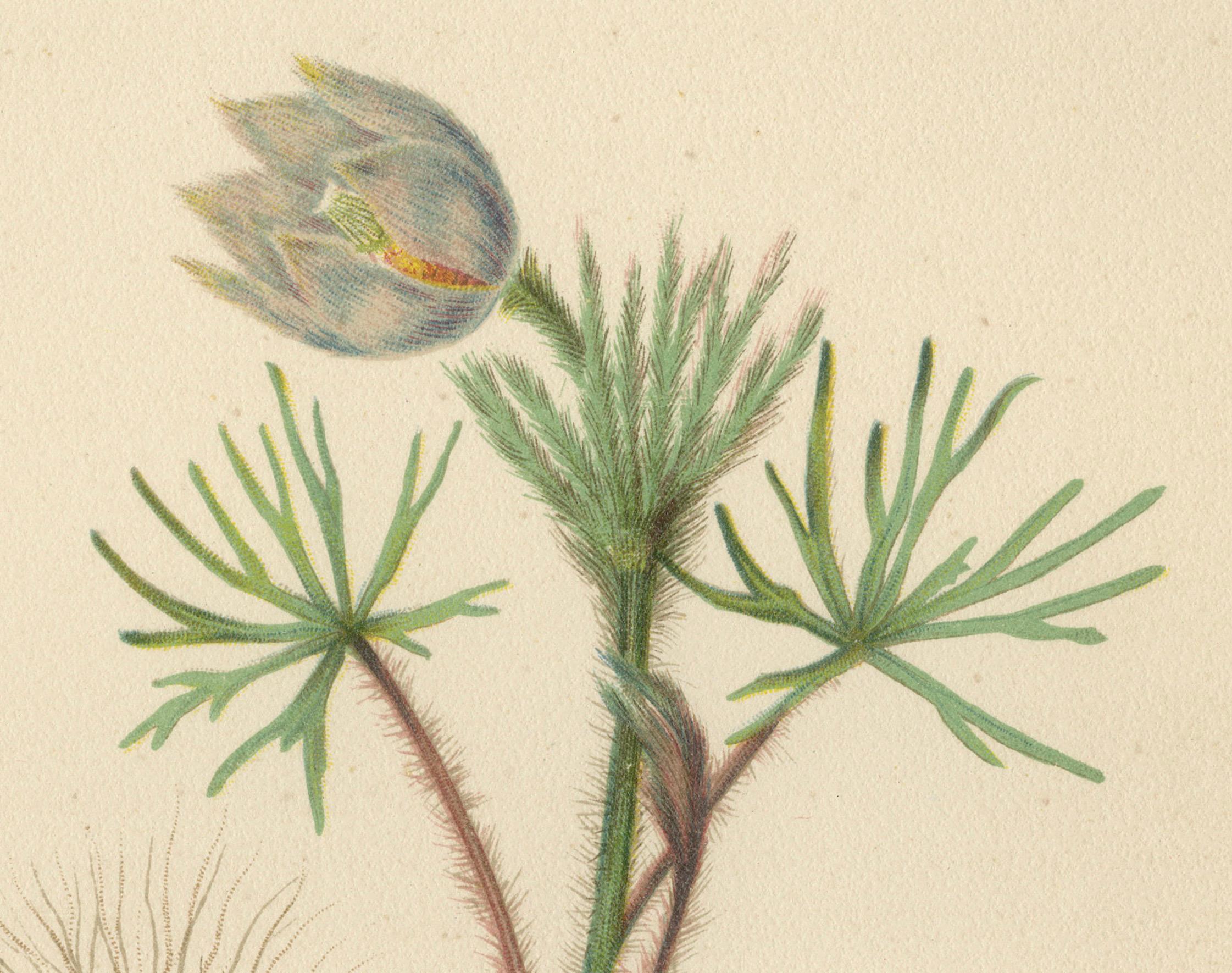 The Prairie Pasqueflower: Anemone Patens, var. Nuttalliana, 1879 In Good Condition In Langweer, NL