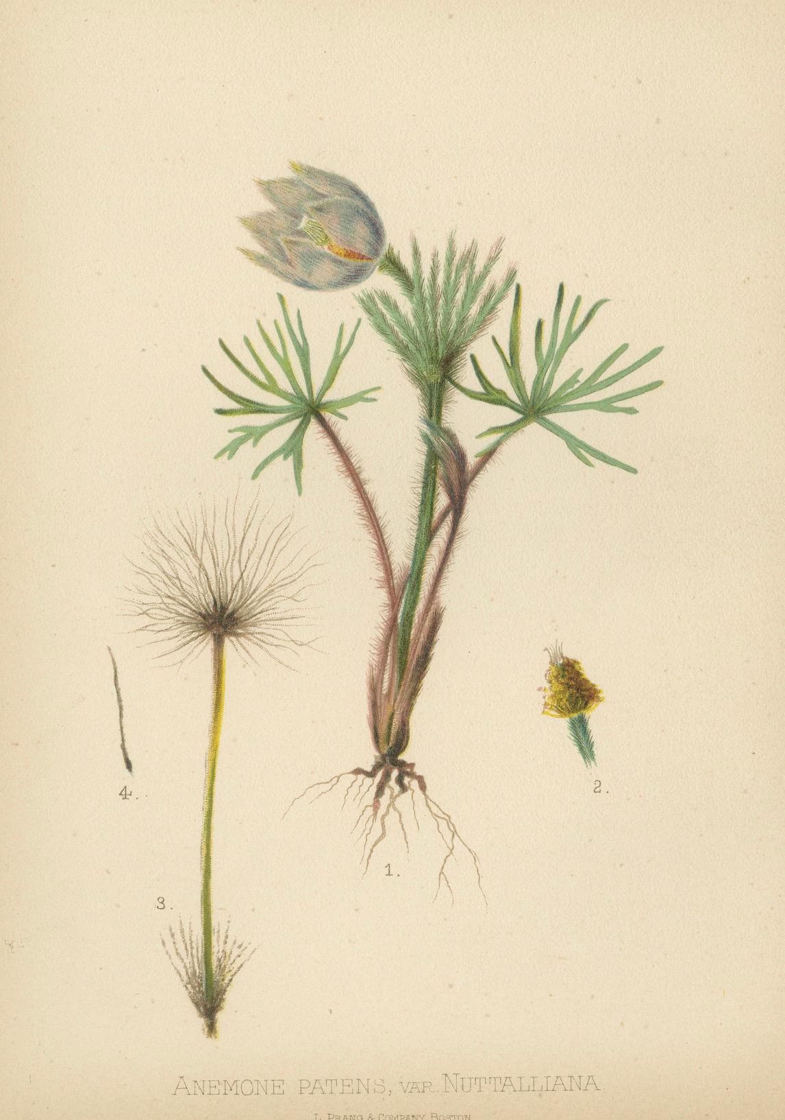 Late 19th Century The Prairie Pasqueflower: Anemone Patens, var. Nuttalliana, 1879