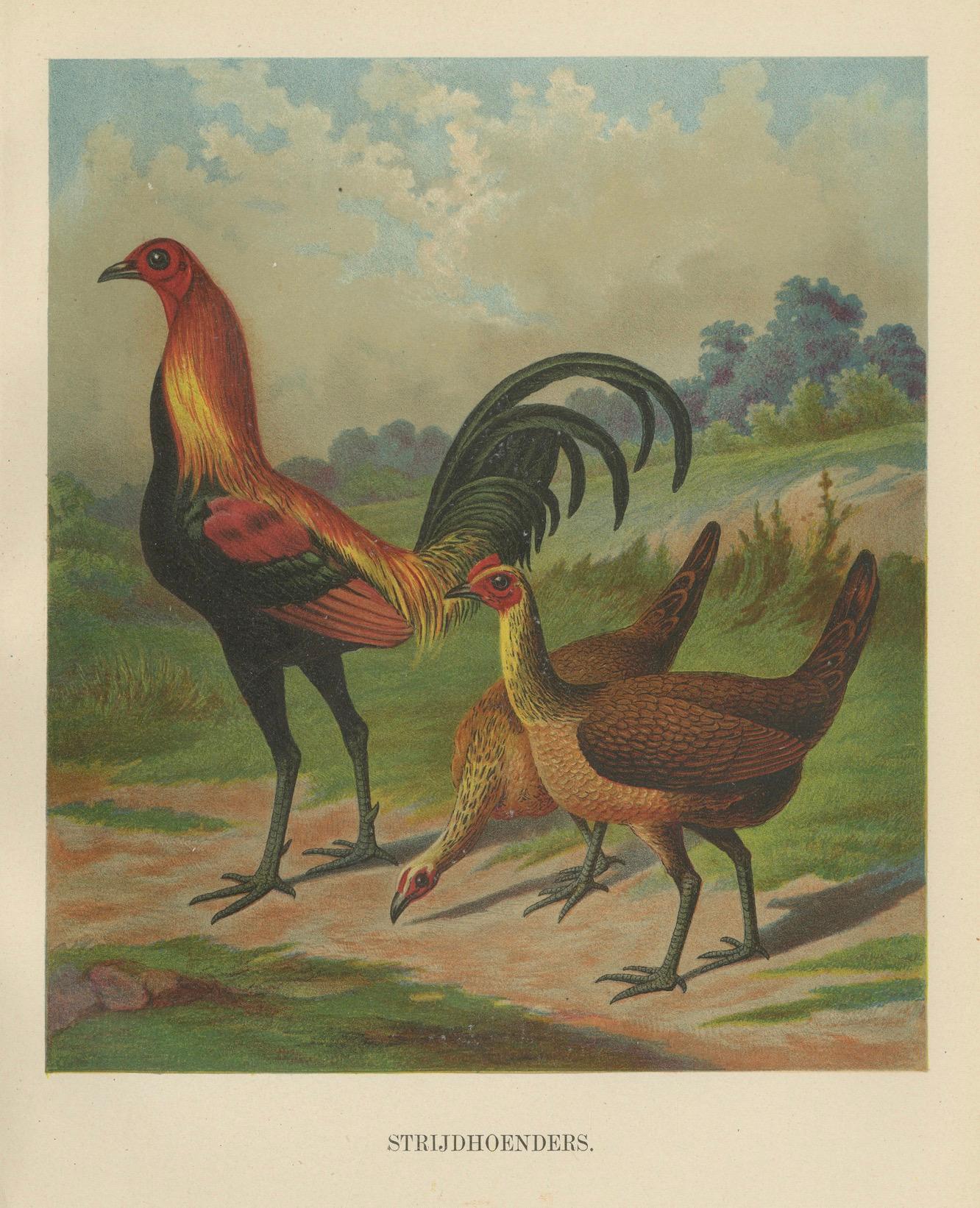 Das stolze Wildgeflügel Eine seltene Geflügellithographie aus dem 19.  , 1888

Diese eindrucksvolle Chromolithografie aus dem 19. Jahrhundert zeigt ein Paar Wildhühner, eine Rasse, die für ihren schlanken, muskulösen Körperbau, ihre langen Beine und