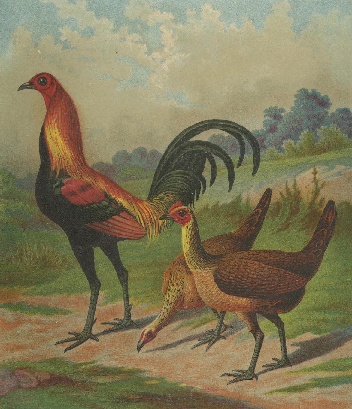 The Proud Game Fowl - Eine seltene Geflügel-Lithographie des 19. Jahrhunderts im Zustand „Gut“ im Angebot in Langweer, NL