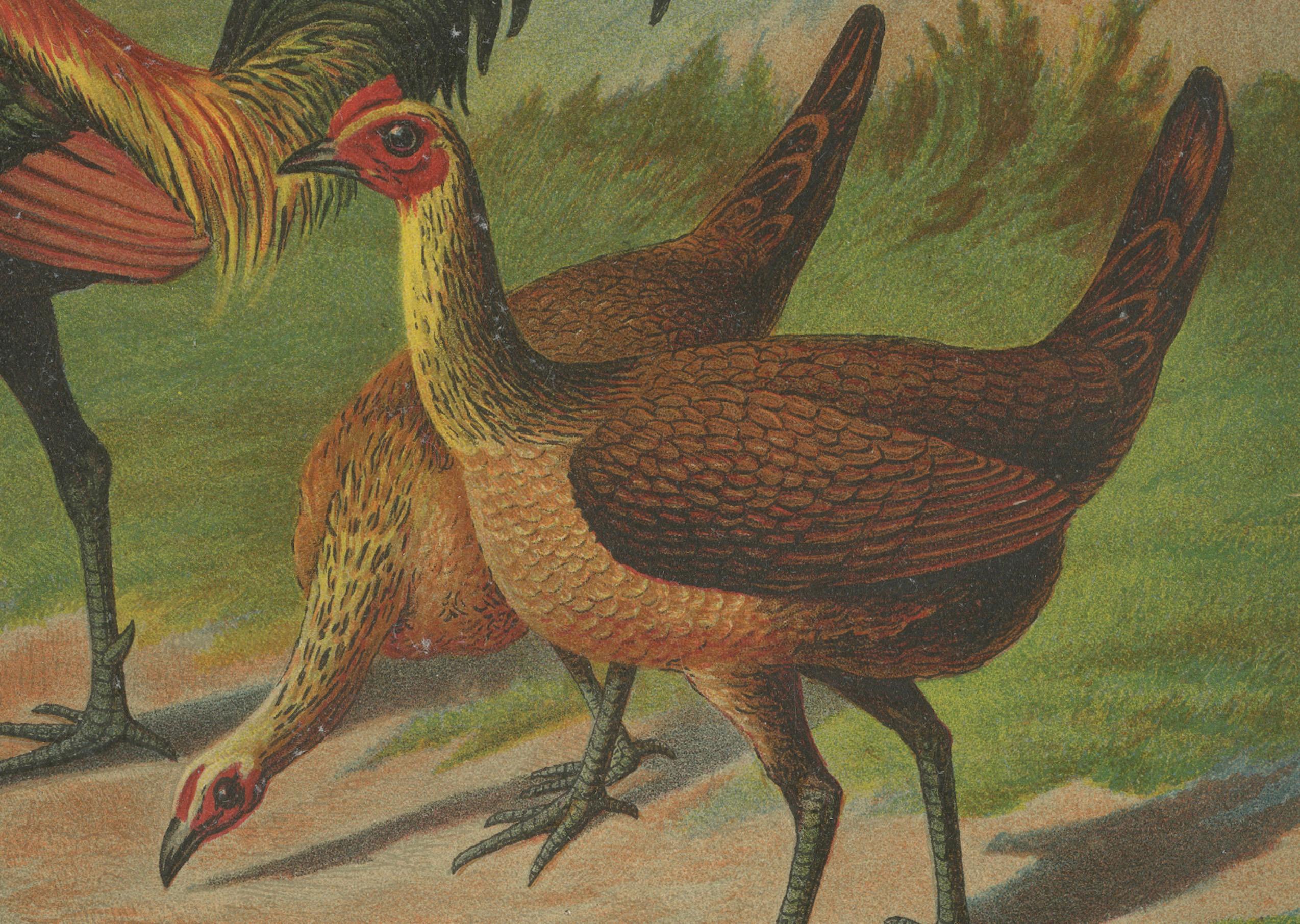 The Proud Game Fowl - Eine seltene Geflügel-Lithographie des 19. Jahrhunderts (Spätes 19. Jahrhundert) im Angebot