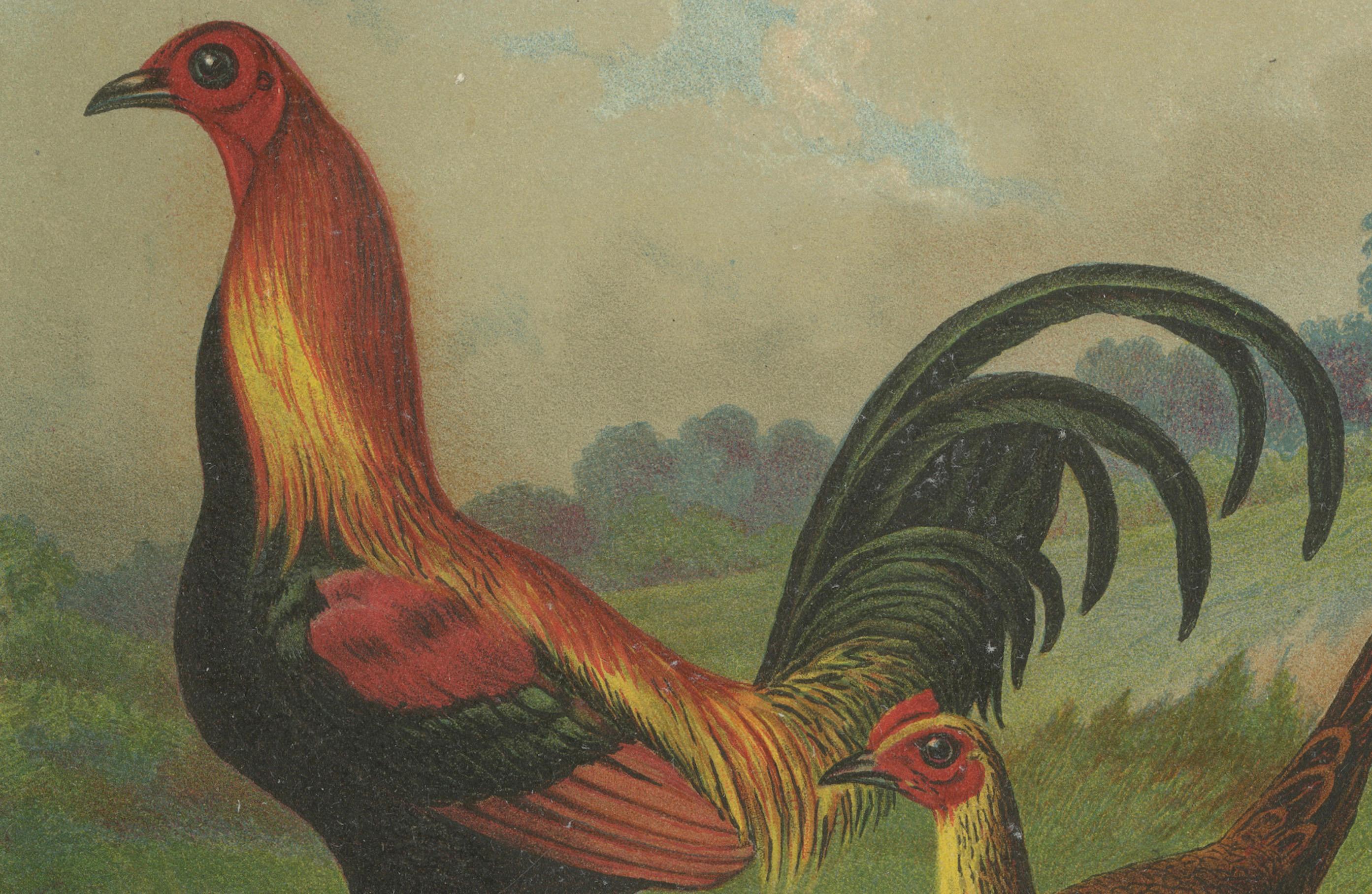The Proud Game Fowl - Eine seltene Geflügel-Lithographie des 19. Jahrhunderts (Papier) im Angebot