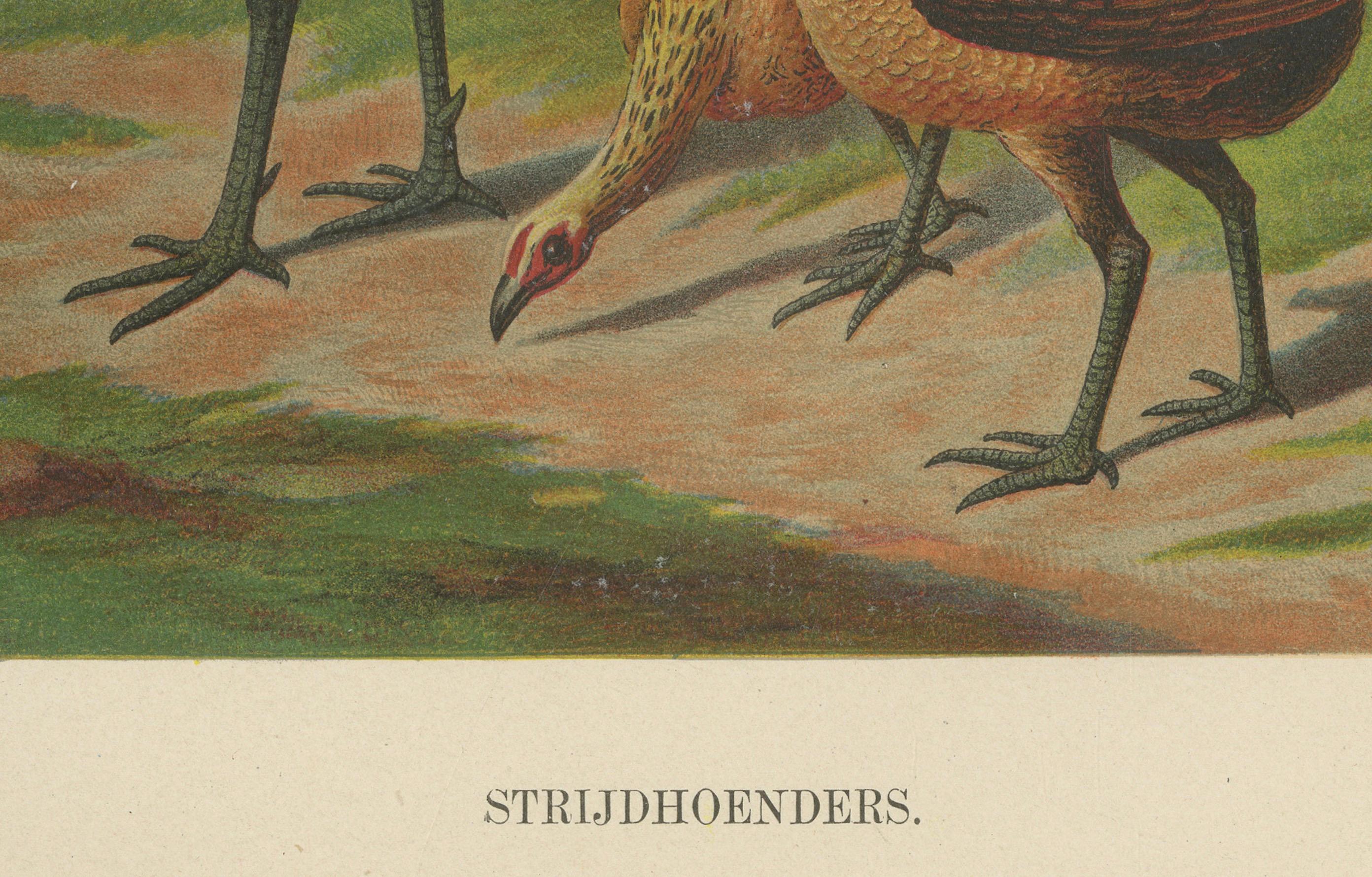 The Proud Game Fowl - Eine seltene Geflügel-Lithographie des 19. Jahrhunderts im Angebot 1