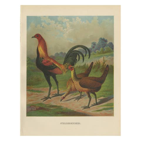 The Proud Game Fowl - A Rare 19th Century Poultry Lithograph